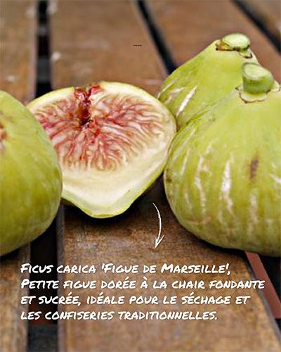 Petite figue dorée à la chair fondante et sucrée
